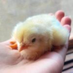 poultry farming genesys