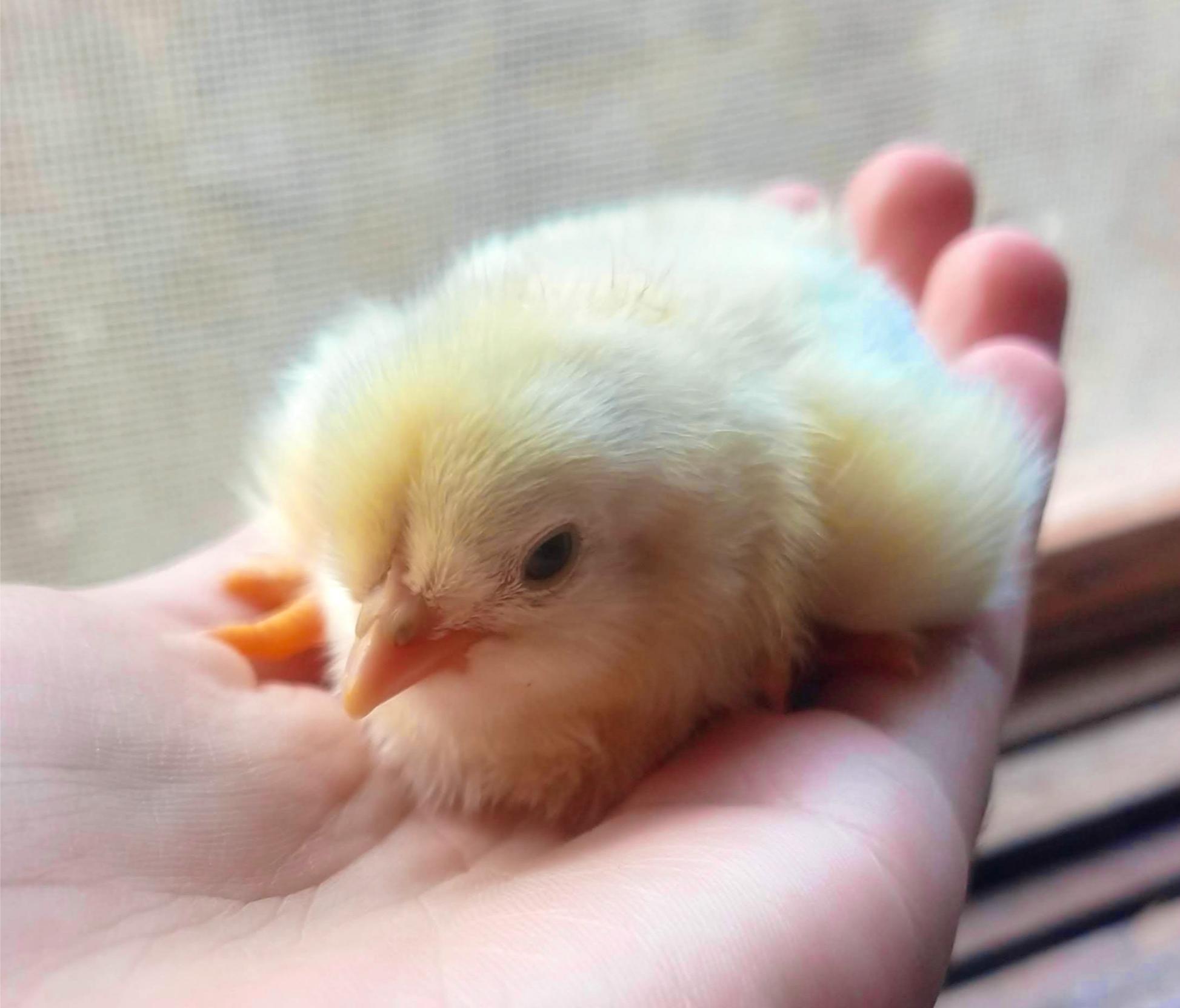 poultry farming genesys