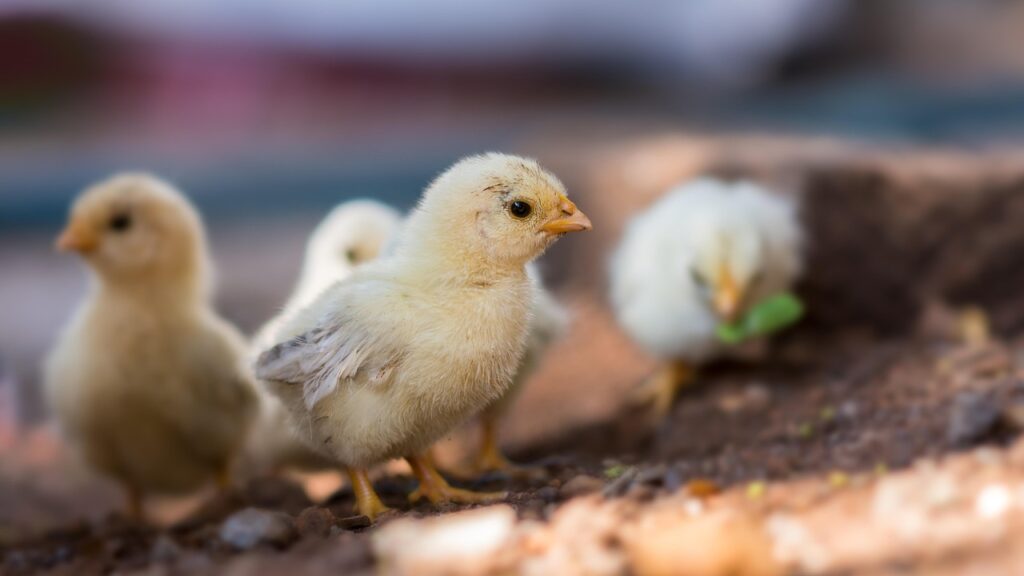 cocccidiosis poultry impact cause prevention