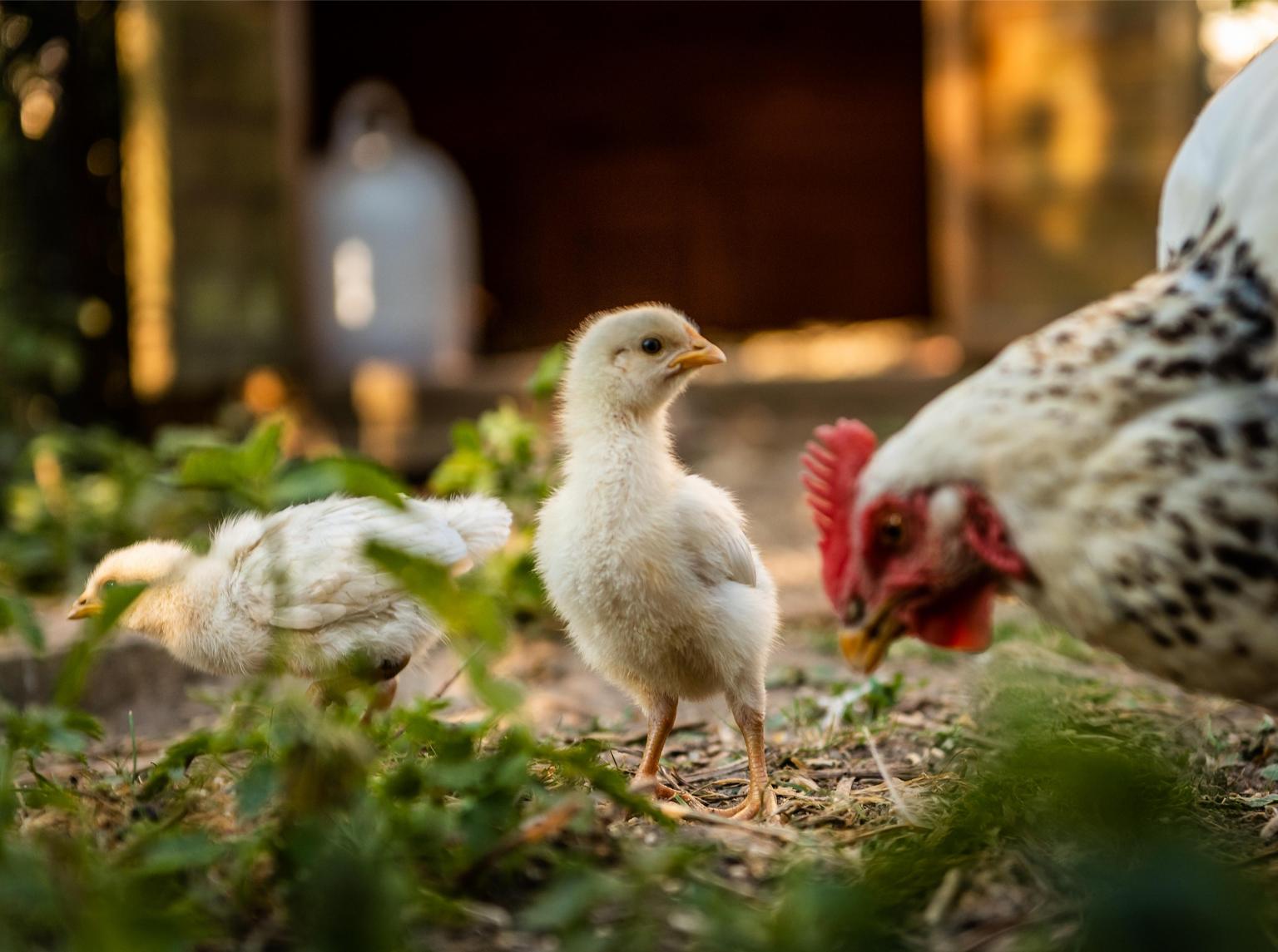 cocccidiosis poultry impact prevention