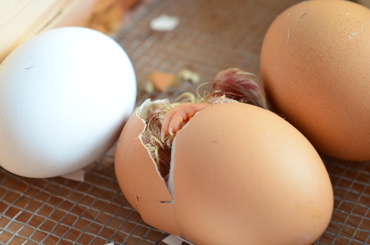 modern approaches coccidiosis poultry