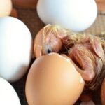 nutrition strengthening poultry immunity against coccidiosis