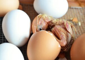nutrition strengthening poultry immunity against coccidiosis