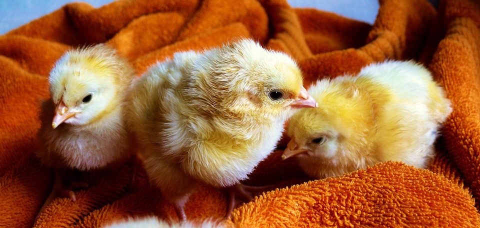poultry immunity coccidiosis