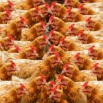 poultry production