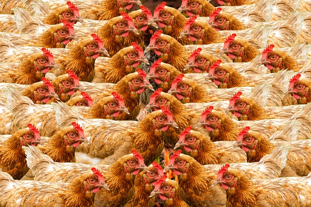 poultry production