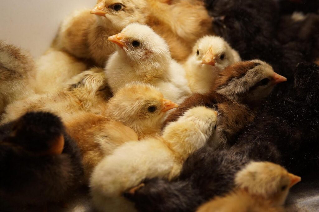 production poultry